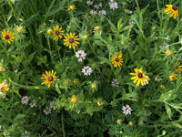 Blackeyed Susans