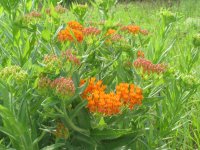 Butterfly Milkweed