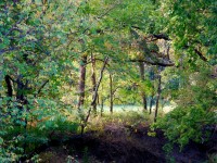 October Woods