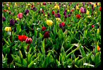 Tulips 8