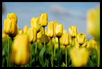 Tulips 6