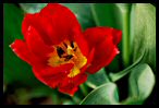 Tulips 17