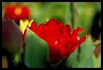 Tulips 5