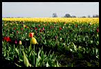 Tulips 2