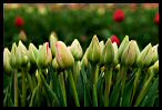 Tulips 13