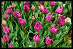 Tulips 27