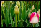 Tulips 9