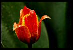 Tulips 32