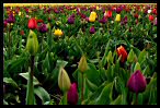 Tulips 3