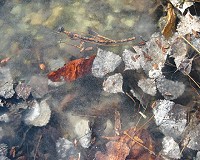 Ice Leaves